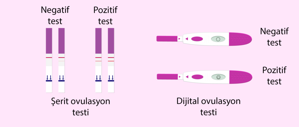 ovulasyon testi