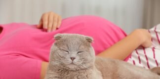 Hamilelikte Toksoplazma Testi: Kedi ve Çiğ Et Tüketimi Riski